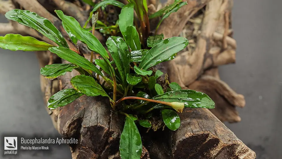 Bucephalandra Aphrodite