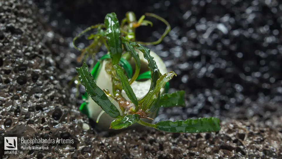 Bucephalandra Artemis 001