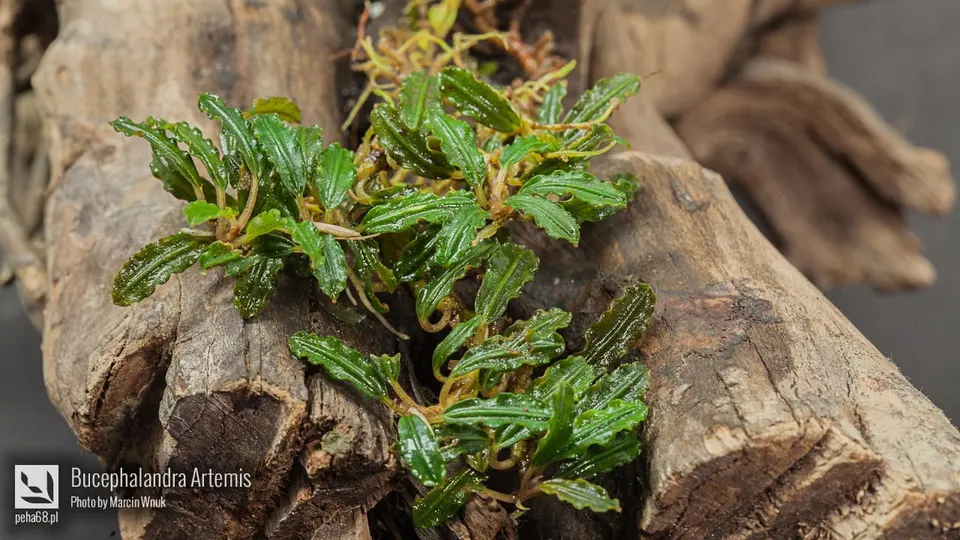 Bucephalandra sp. 'Artemis'