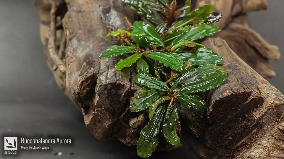 Bucephalandra Aurora