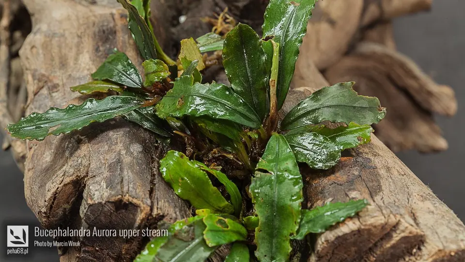 Bucephalandra Aurora upper stream