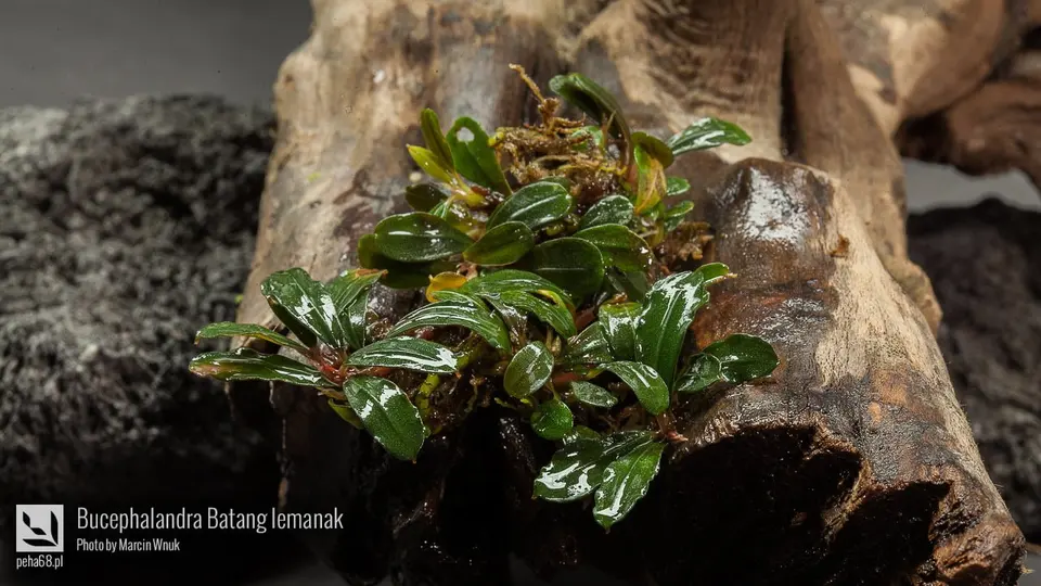 Bucephalandra Batang lemanak