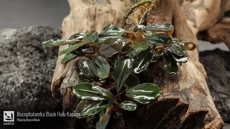Bucephalandra Black Hulu Kapuas