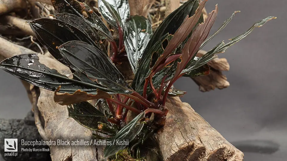 Bucephalandra Black achilles - Achilles - Kishii