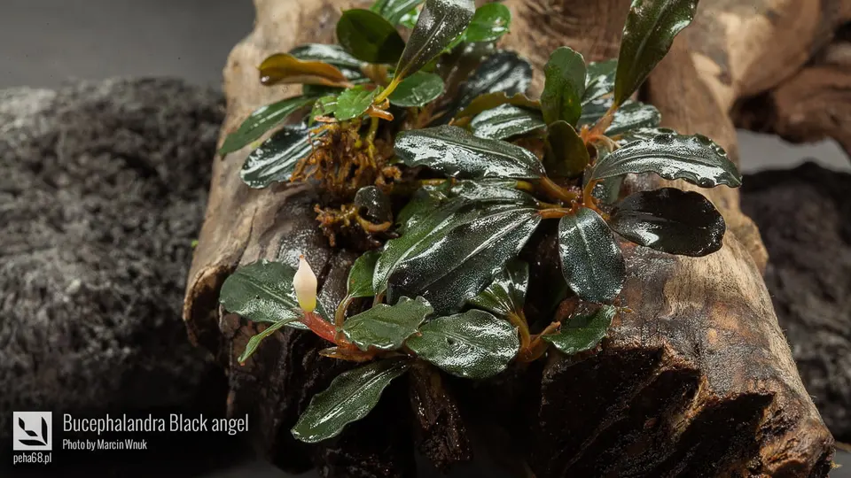 Bucephalandra Black angel