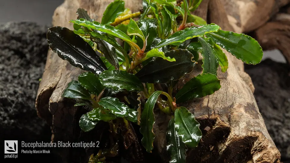 Bucephalandra Black centipede 2