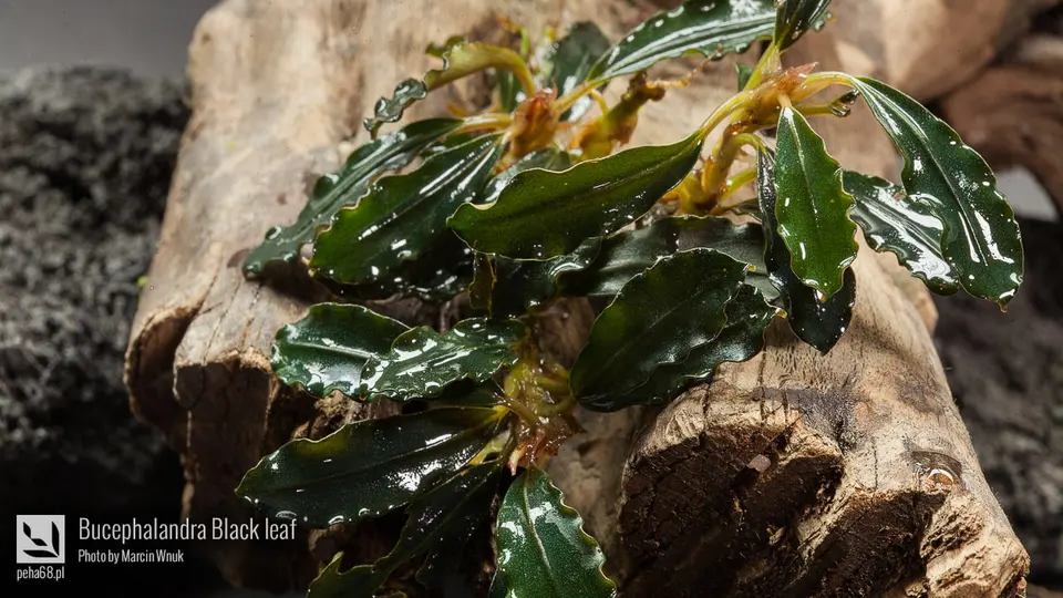 Bucephalandra Black leaf