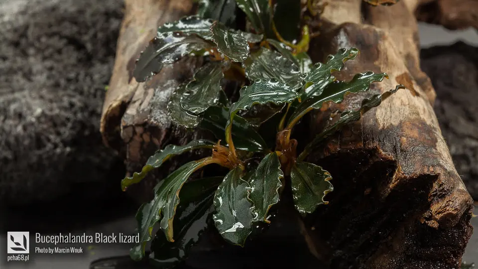 Bucephalandra Black lizard