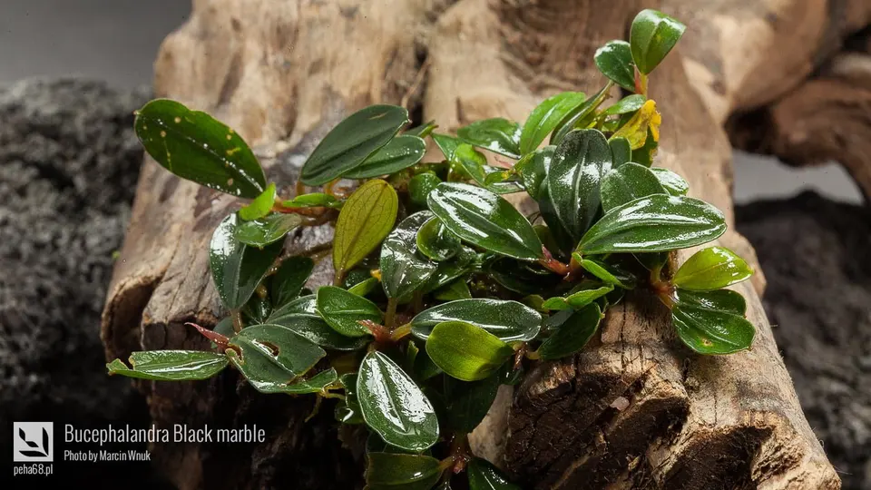 Bucephalandra Black marble