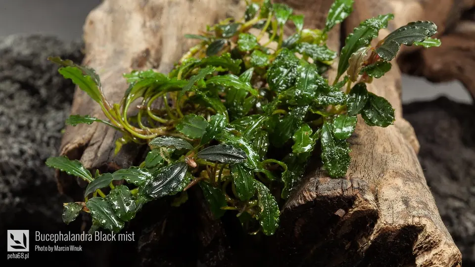 Bucephalandra Black mist