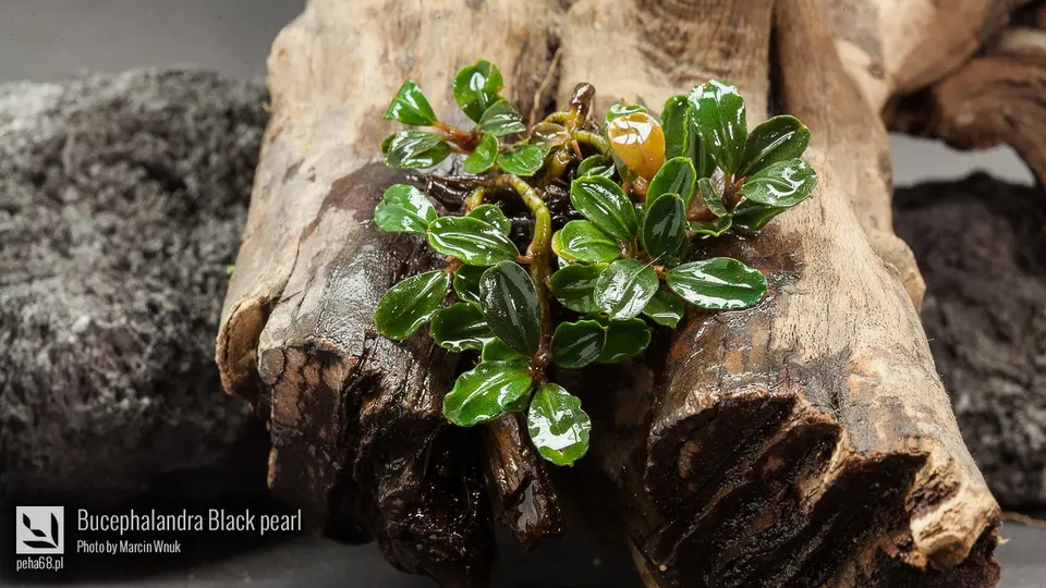 Bucephalandra sp. 'Black pearl'
