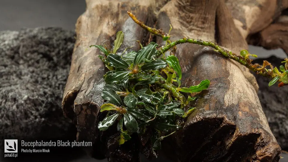 Bucephalandra Black phantom
