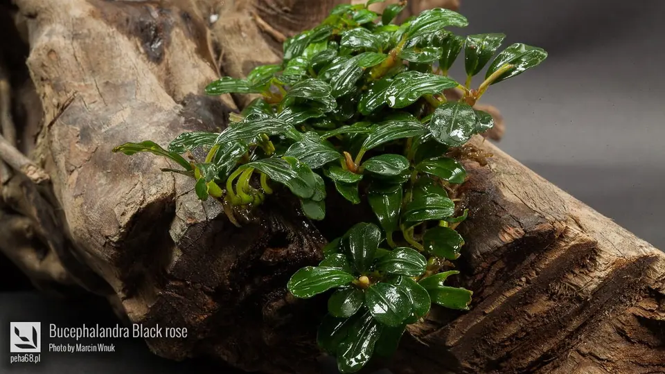 Bucephalandra sp. 'Black rose'