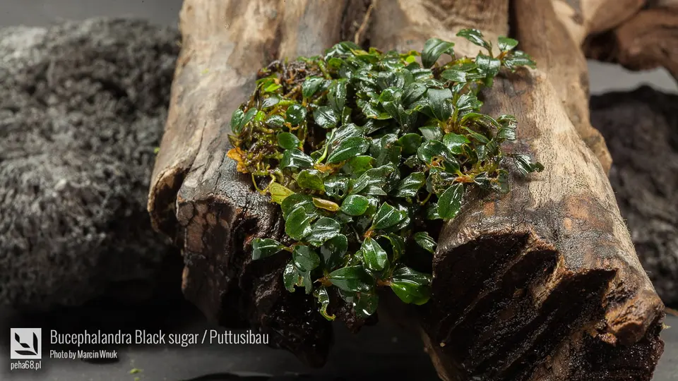 Bucephalandra Black sugar - Puttusibau