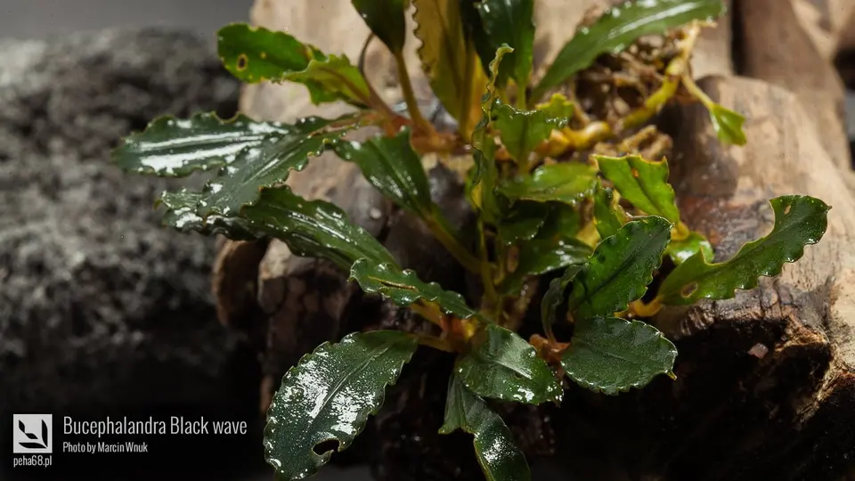 Bucephalandra Black wave