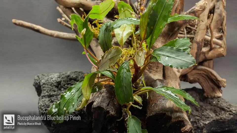 Bucephalandra Blue bell sp Pinoh