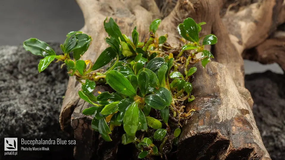 Bucephalandra Blue sea