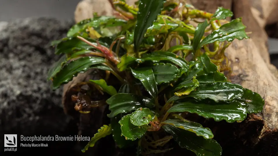 Bucephalandra Brownie Helena