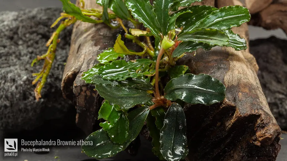 Bucephalandra Brownie athena