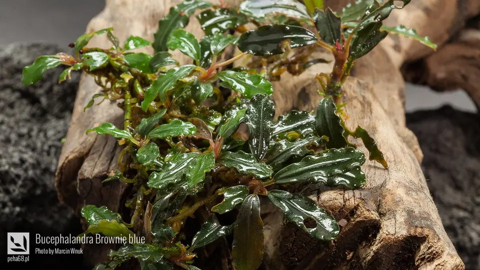 Bucephalandra Brownie blue