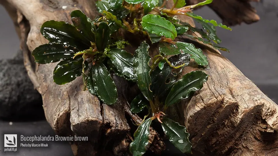 Bucephalandra Brownie brown