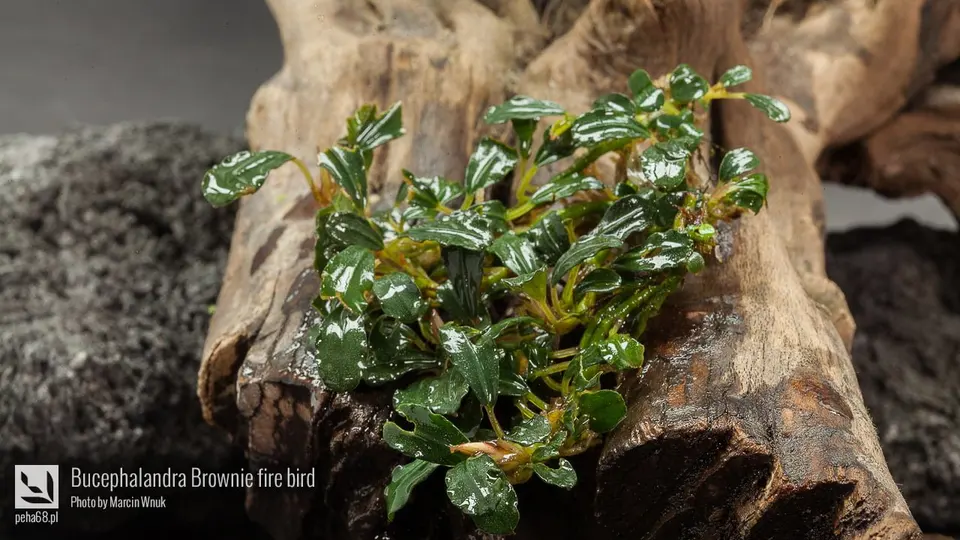Bucephalandra Brownie fire bird