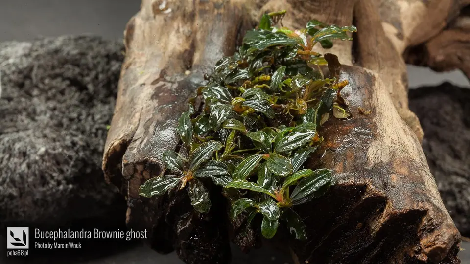 Bucephalandra Brownie ghost