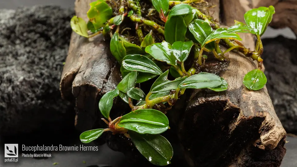 Bucephalandra Brownie hermes