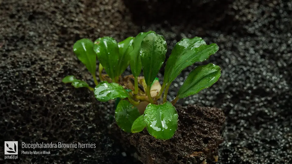 Bucephalandra Brownie hermes