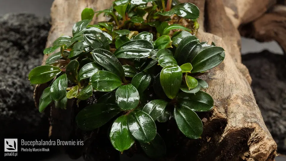 Bucephalandra Brownie iris