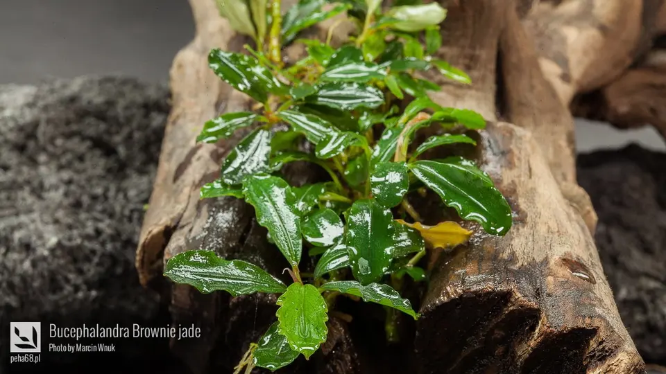 Bucephalandra Brownie jade