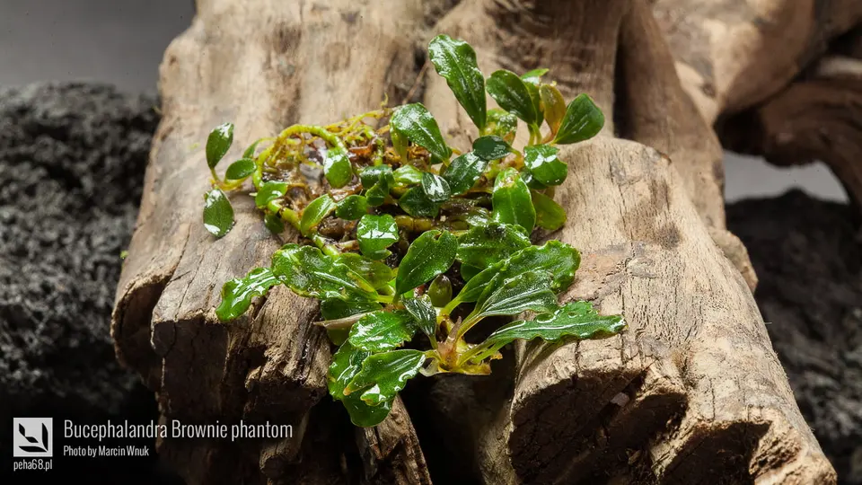 Bucephalandra Brownie phantom