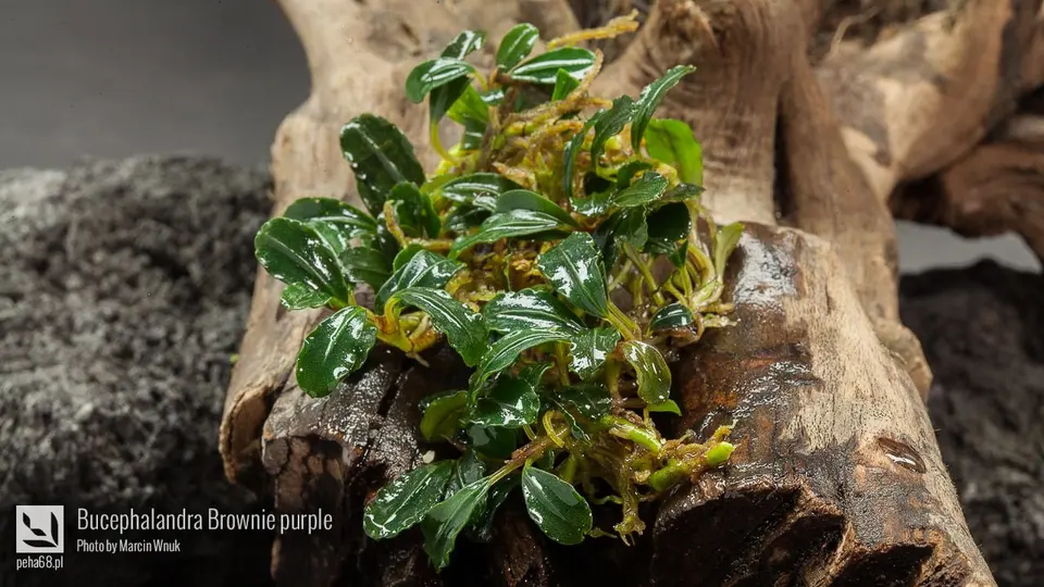 Bucephalandra Brownie purple