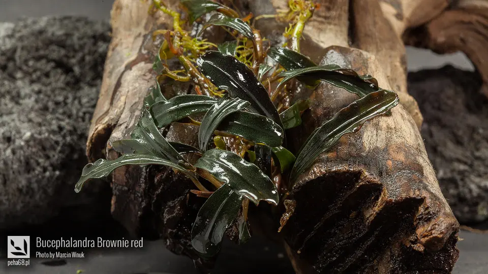Bucephalandra Brownie red