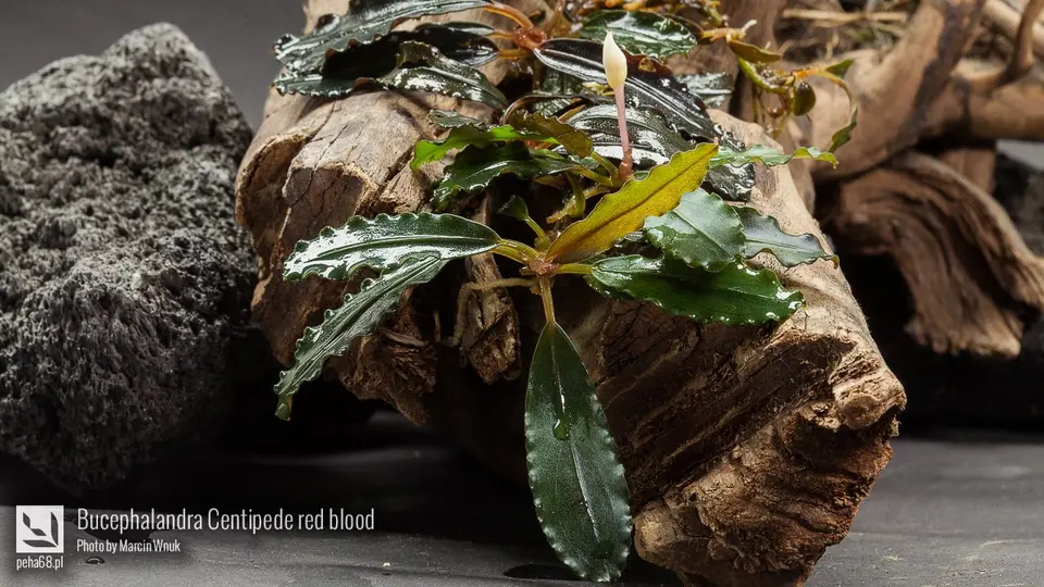 Bucephalandra Centipede red blood