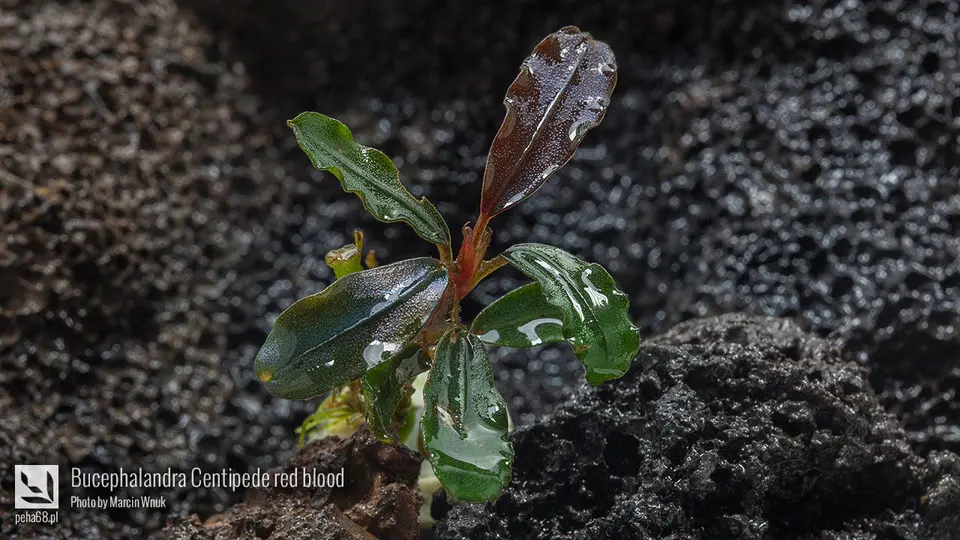 Bucephalandra Centipede red blood