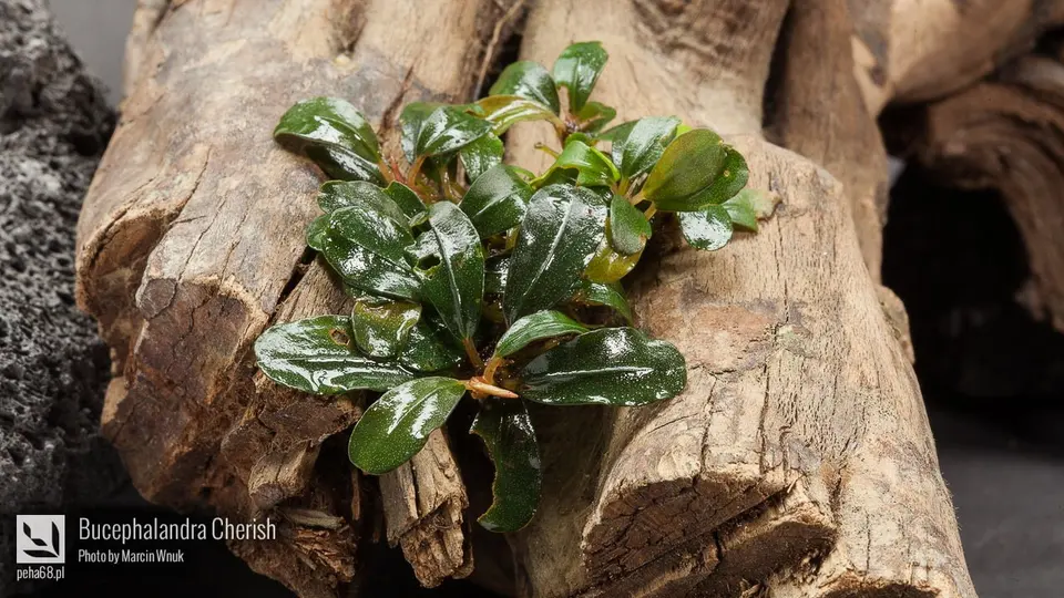 Bucephalandra Cherish