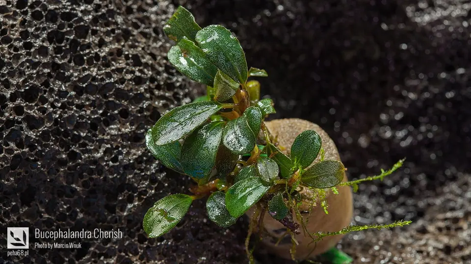 Bucephalandra Cherish