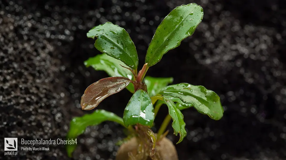 Bucephalandra sp. 'Cherish4'