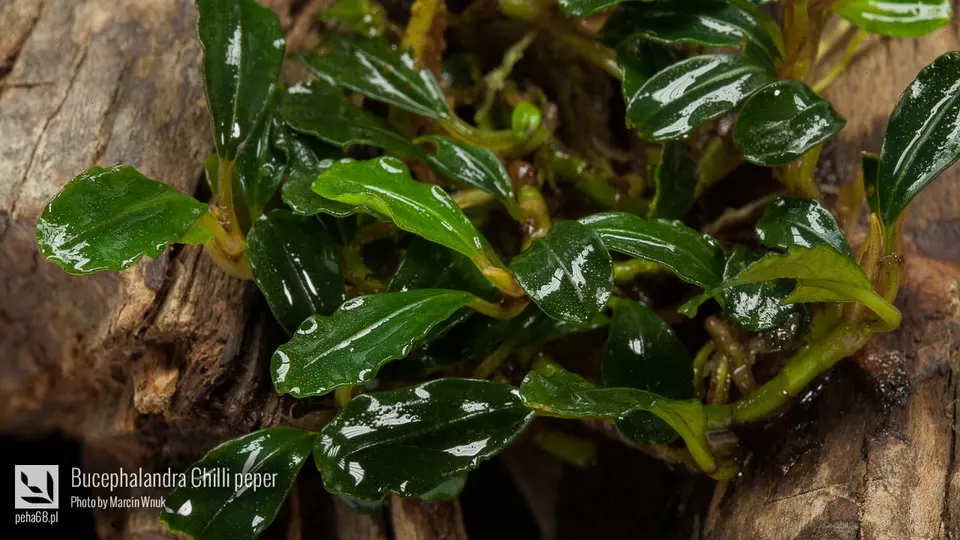 Bucephalandra Chilli peper