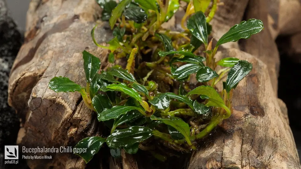 Bucephalandra Chilli peper