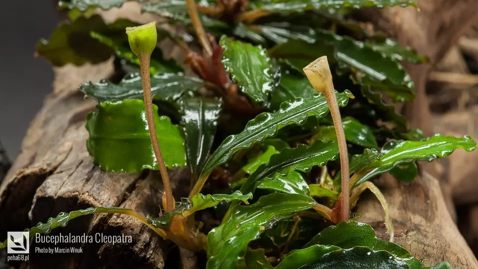 Bucephalandra Cleopatra
