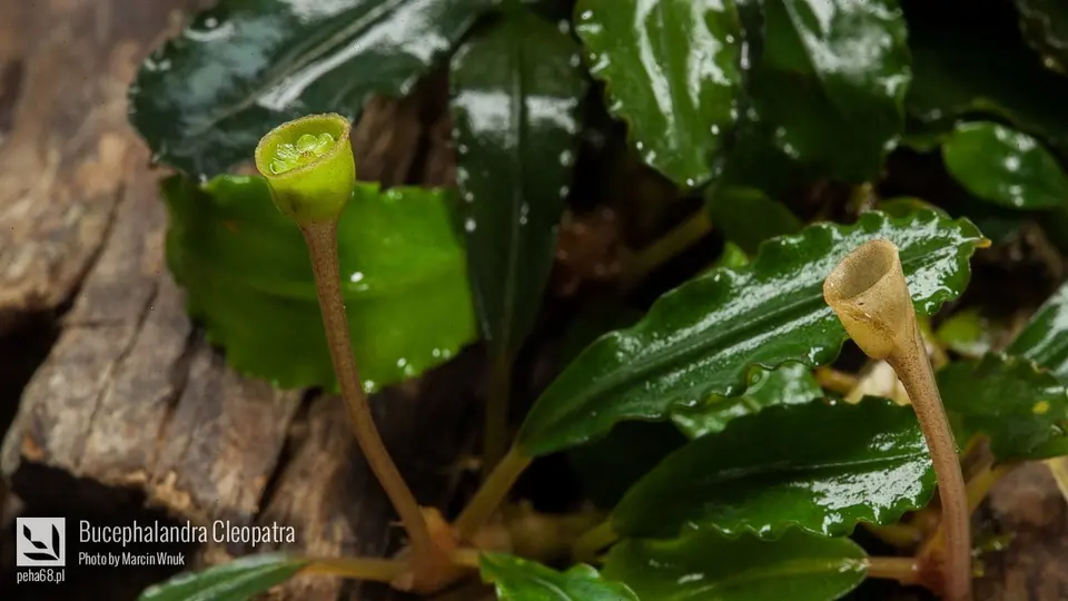 Bucephalandra Cleopatra