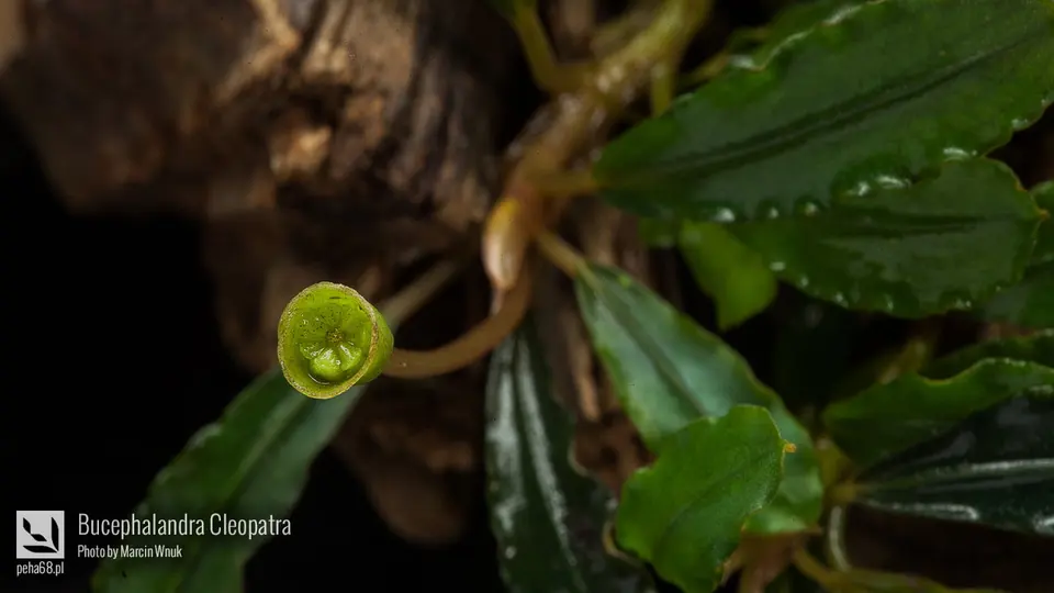 Bucephalandra Cleopatra