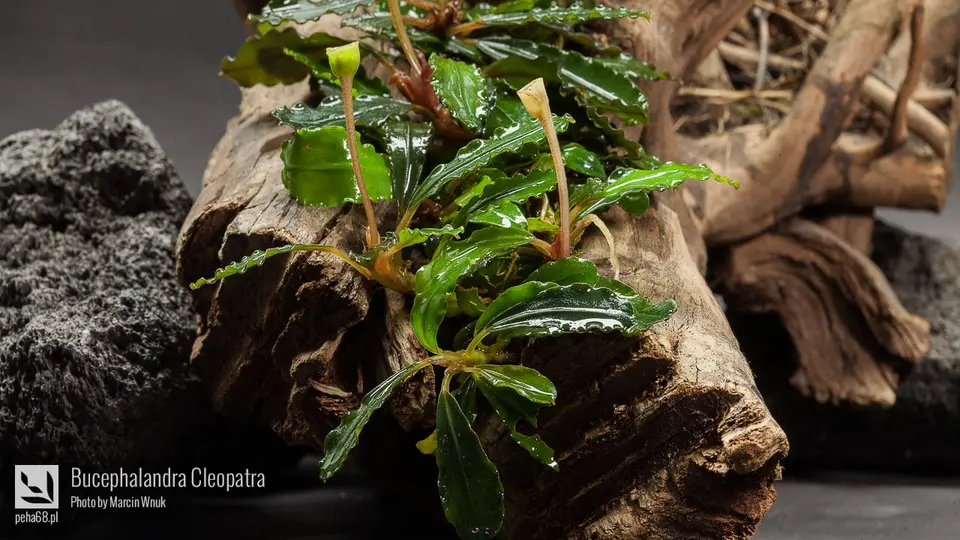 Bucephalandra Cleopatra