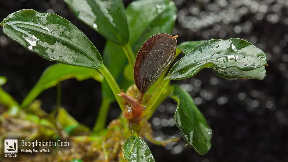 Bucephalandra Coch 001
