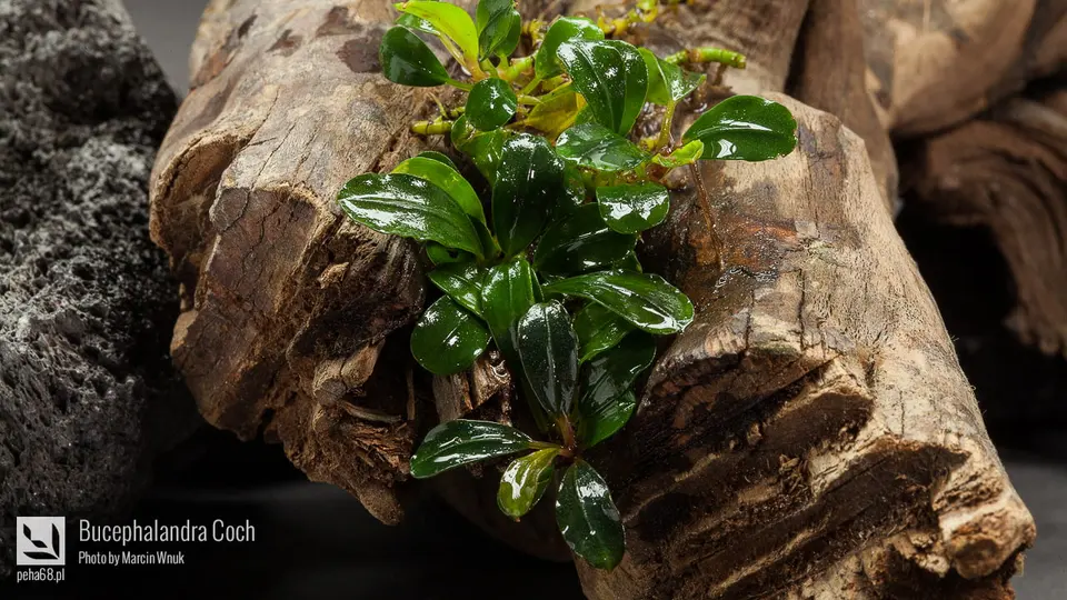 Bucephalandra Coch