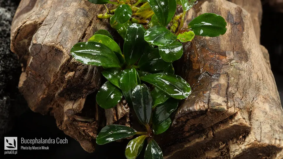 Bucephalandra Coch 003