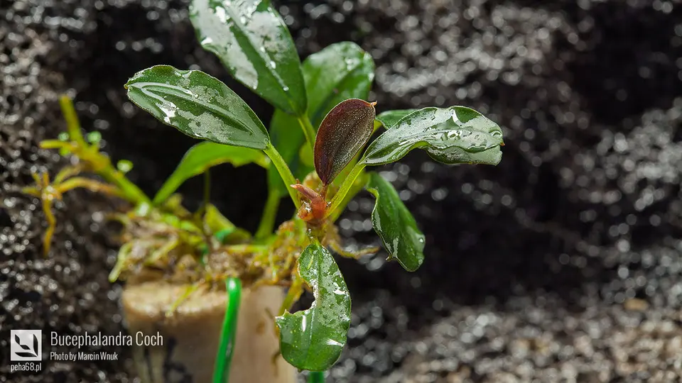 Bucephalandra Coch