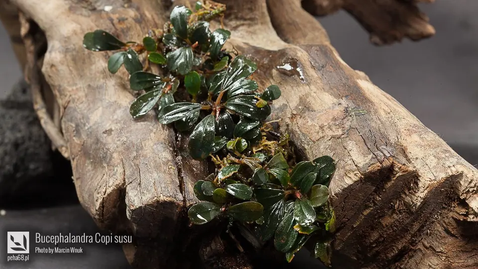 Bucephalandra Copi susu